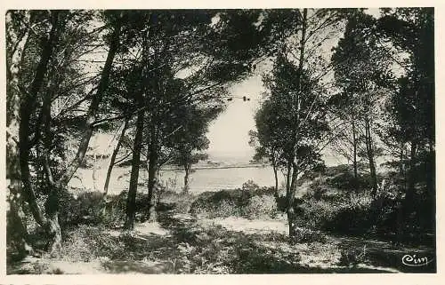 France Ile de Porquerolles (Var) Sous-Bois