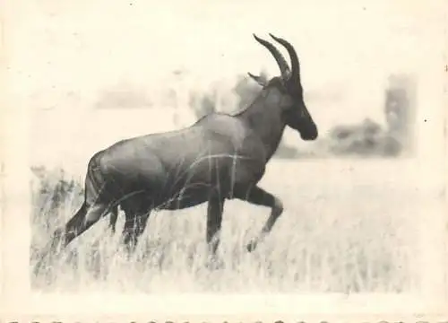 Congo Belge fauna animals antiloop foto