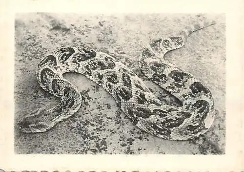 Congo Belge fauna animals snake piton foto