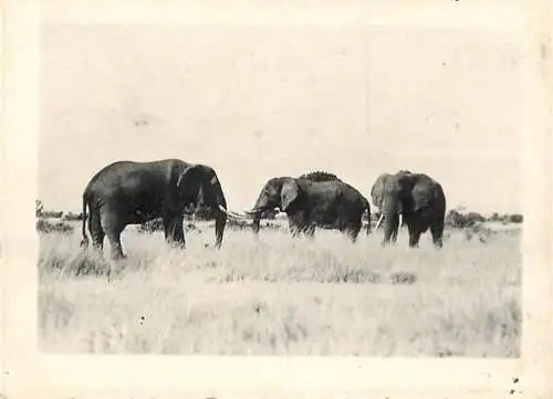 Congo Belge fauna animals elephants foto