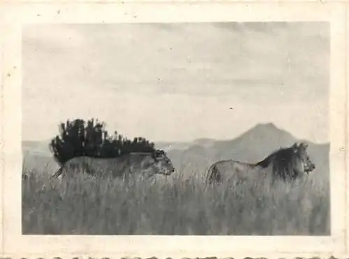 Congo Belge fauna animals lions foto