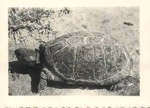 Congo Belge fauna animals tortoise foto