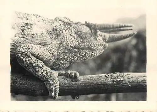 Congo Belge fauna animals cameleon foto