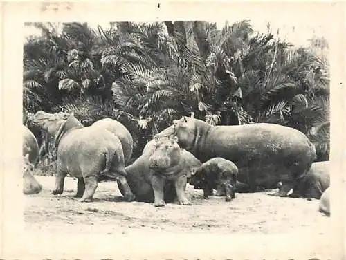 Congo Belge fauna animals hippopotamus foto