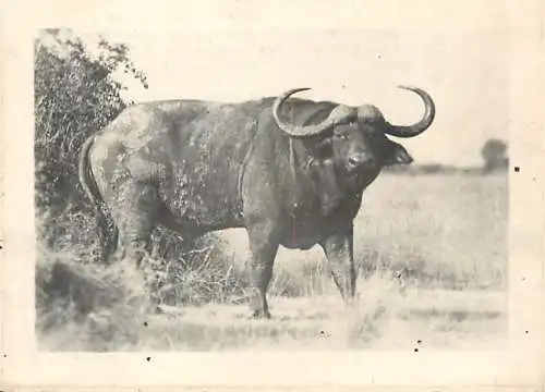 Congo Belge fauna animals buffalo foto