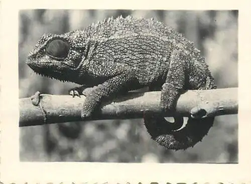 Congo Belge fauna animals cameleon foto