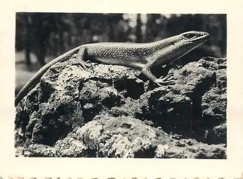 Congo Belge fauna animals lizard foto