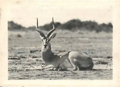 Congo Belge fauna animals antiloop foto