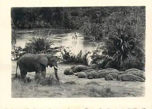Congo Belge fauna animals elephant foto