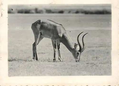 Congo Belge fauna animals antilopen foto