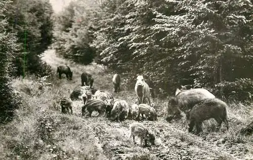 Germany Spessart wild boars