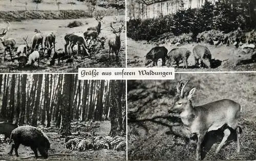 Germany Gasthaus und Pension "Zum Lowen" Grusse aus unseren Waldungen Tierpark multi view