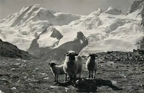 Switzerland Auf Rotenboden ob Zermatt Lyskamm Castor und Pollux sheep
