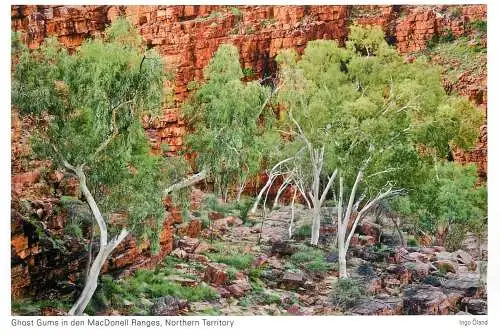 Postcard Australia Northern Territory Ghost Gums in den MacDonell Ranges