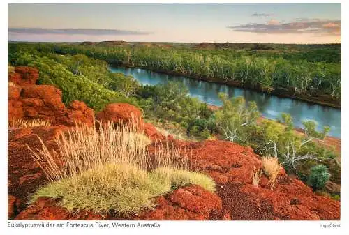 Postcard Australia Western Australia eucalyptus forest and Fortescue River