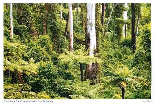 Postcard Australia Goodenia rainforest in New South Wales