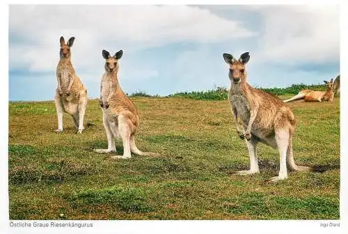 Postcard Australia kangoroo family in nature