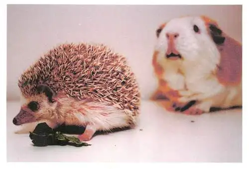 Postcard animals hedgehog and Guiinea pig