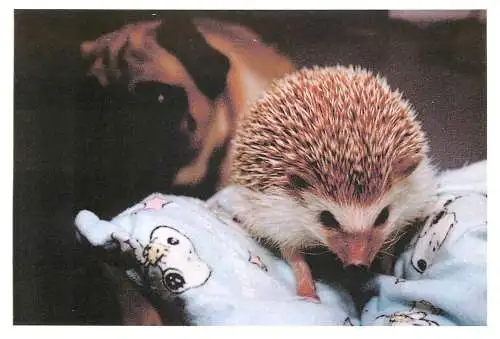 Postcard animals hedgehog and dog