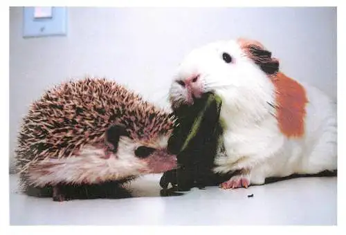 Postcard animals hedgehog and Guinea pig