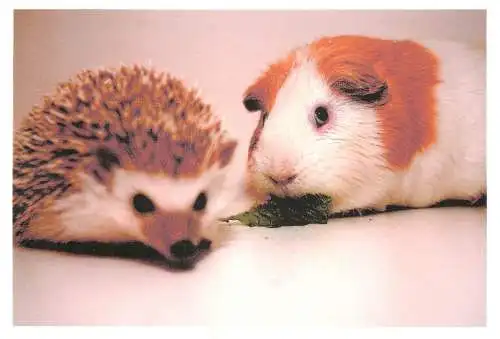 Postcard animals hedgehog and Guinea pig