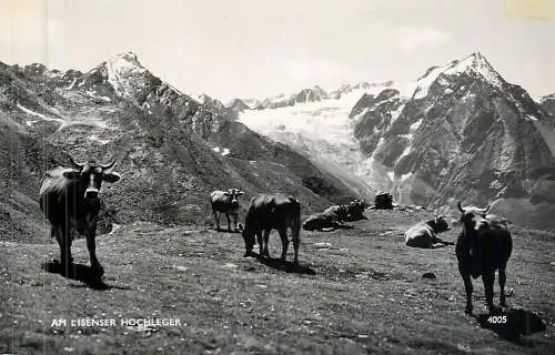 Postcard Switzerland am Lisenser Hochleger cows