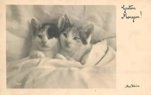 Postcard animals cats Germany