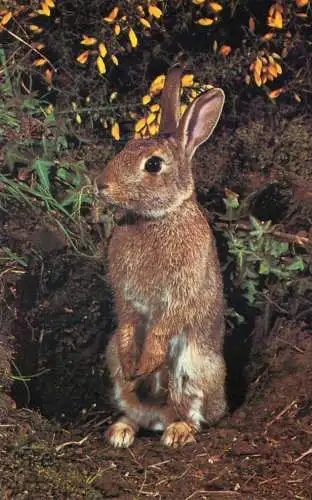Animal types and scenes rabbit mammals types