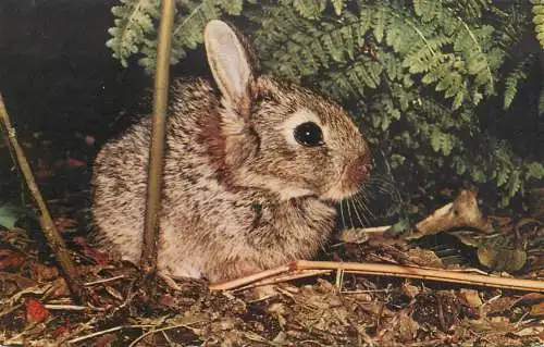 Animal types and scenes wild young rabbit
