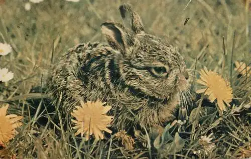 Animal types and scenes wild rabbit