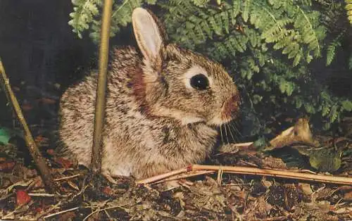 Animal types and scenes young rabbit