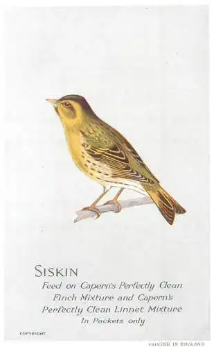 Siskin bird iilustration