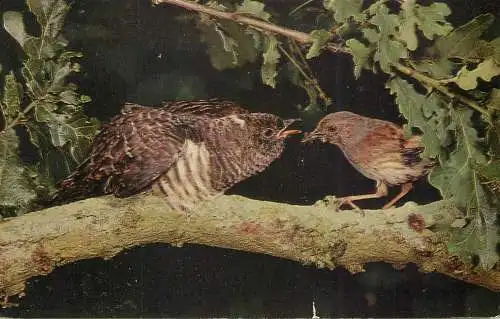 Hedge Sparrow feeding Cuckoo bird types and scenes