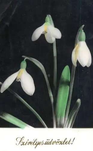 Postcard Hungary snowdrop flower