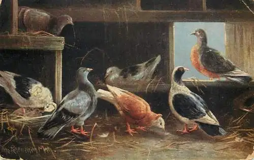 Postcard illustrators painting birds pigeon