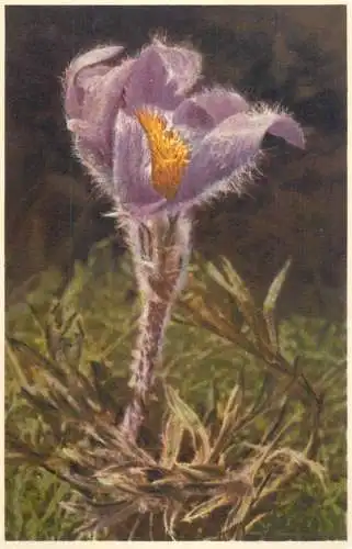 Postcard flower painting field flower purple