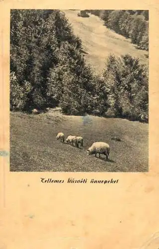 Greetings fantasy postcard animals sheep Hungary