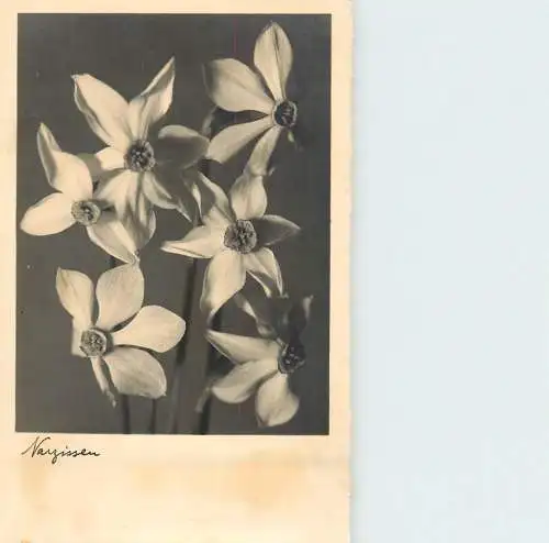 Greetings fantasy postcard flower narcissen