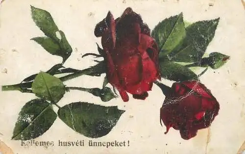 Greetings fantasy postcard flower red rose