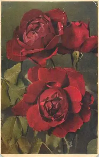 Greetings fantasy postcard flower red rose