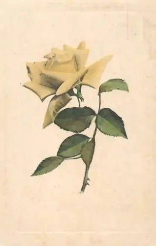 Postcard holiday flower rose yellow