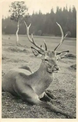 Gruss aus dem Erzgebirge deer rppc