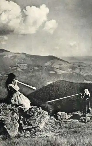 Postcard Romania Muntii Apuseni pe Muntele Gaina