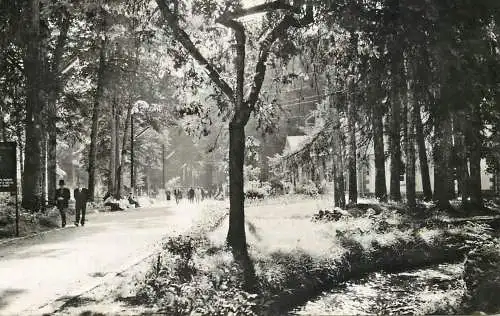 Postcard Romania Baile Moneasa parc 1965