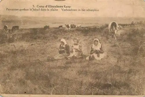Postcard Belgium Camp d'Elsenborn Kamp paysannes gardant dans la plaine