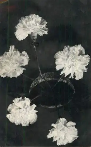 Postcard flowers carnationbouquet