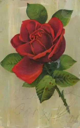 Postcard flowers red rose