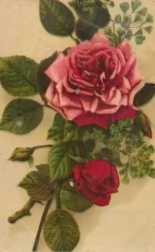 Postcard flowers red rose