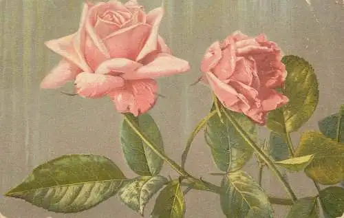 Postcard flowers pink rose 1913