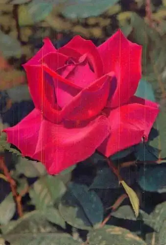 Postcard flower red rose